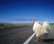 Bohan Li & Eugene Choi: Why Did the Chicken Rross the Road? Because it Could.